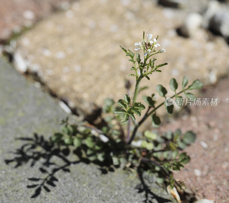 毛苦菜(Cardamine hirsuta)